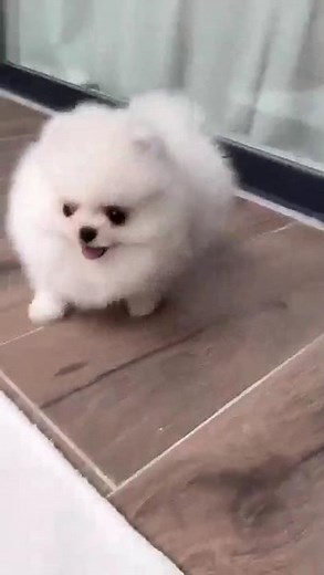 🐶✨ Why Pomeranians Are the Most Adorable Small Dogs! 😍 #shorts