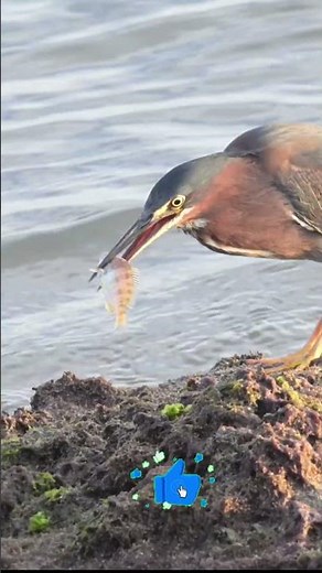 Watch this Green Heron's perfect fishing technique #birds #wildlife