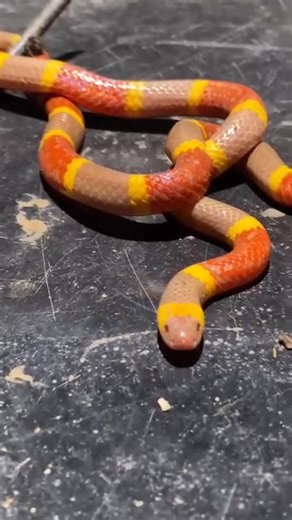 Have you seen an Albino Coral Snake before?? Because WOW! 🤩 This snake belongs to reptilandia_zoo 🔎Micrurus tener 🐍Albino Texas Coral Snake . #coralsnake #venomous #reptile #reptilesofinstagram #snake #snakesofinstagram #albino #wildlife | Hope to Logon