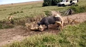 Manu the safari guide (@manu_muniafu)’s videos with оригінальний звук - vaandervik