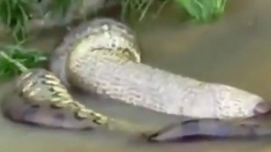 Onlookers were left stunned as this anaconda swallowed its massive prey in front of the cameras