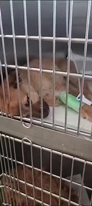 Lilly was deathly ill with parvovirus. Brought from Dumitresti to Center of Hope hospital. She’s survived!! www.romaniaanimalrescue.org | Romania Animal Rescue, Inc Dba Animal Spay Neuter International