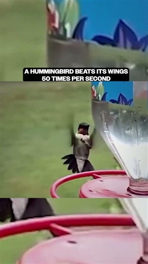 This Hummingbird Shook Off a Bee Instantly 🐝🐦