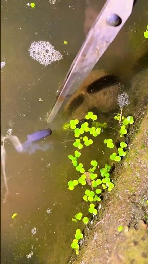 Pomacea canaliculata