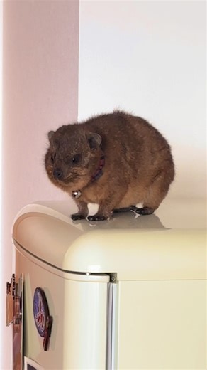 Adorable Cape Hyrax Moments