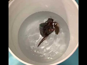 A Hatchling Turtle “Dancing”