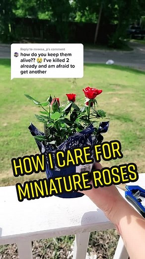 How to Care for Miniature Roses: Tips and Tricks for Healthy Plants