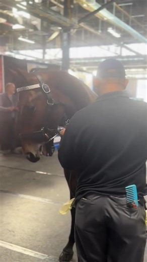 Blue Chip’s first 5 headed to the ring today and averaged $104,000 🌀 | BLUE CHIP FARMS, LLC