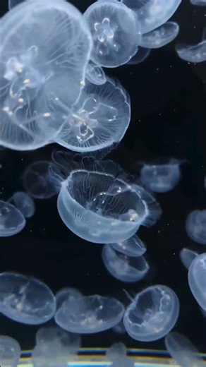 Rest With Nature #wildlife #jellyfish