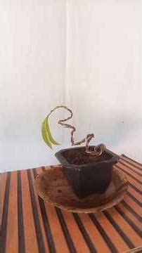 Bonsai Wiring Magic: Wire Bending & Shaping a Sapling #bonsai #wirebonsai #bonsaitree