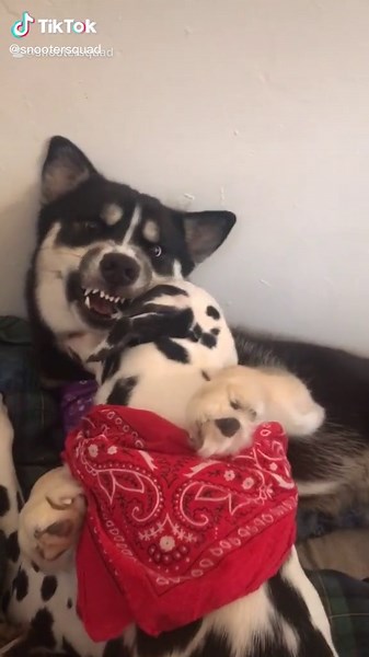 Hilarious Dalmatian and Husky Mix Compilation