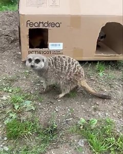 2.9K views · 47 reactions | During your stay at Meerkat Manor you are greeted with complimentary mealworms. We’re hoping for some 5 star reviews from our mob this week! | Combe Martin Wildlife and Dinosaur Park | Facebook