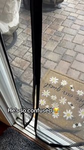 6.5K views · 137 reactions | I’ve worked on him from day one to be a confident dog. Anything that is different to him I always let him check it out. This is a prime example, but he definitely was so insulted by it lol. #bruceofrubydoobydo #brucethedoberman #doberman #dobermann #rubydooby_do #dogsofinstagram #showdogs | Doberman Lover | Facebook