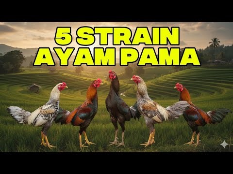 Mengenal 5 Strain Ayam Pama Legendaris Thailand #ayampama #ayambangkok #dokumenterayam