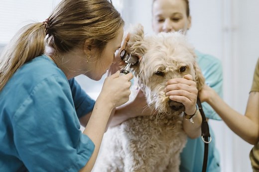 Free spay and neuter clinics offered in Austin for pets