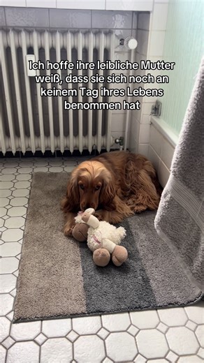 Cocker Spaniel Antics: Hilarious Moments with Our Dogs