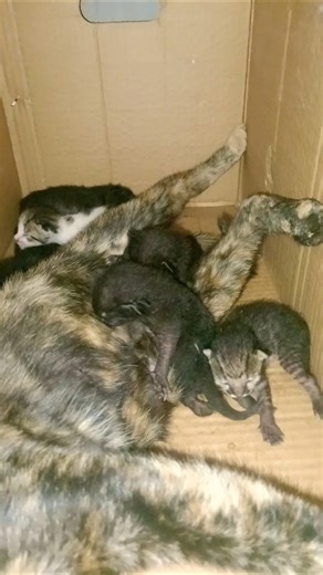 Saved a Street Cat and Her Newborn Kittens Just in Time 🐱🍼 | Emotional Rescue Story 😭 #shorts