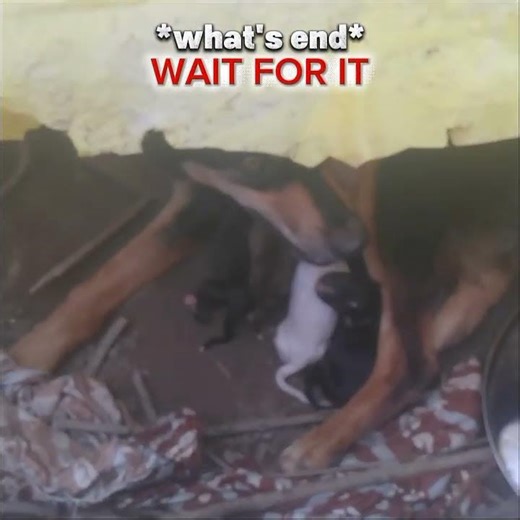 Evil Dog or Just a Prank? 😈🐶 Watch Till The End!