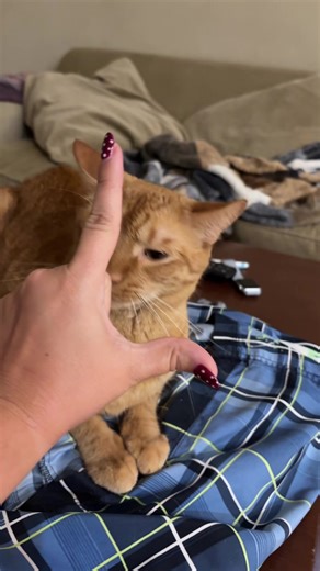 Sandy Cheeks (@sandy..cheeks22)’s videos with L O V E - Michael Bublé