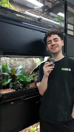 Dart Frog Terrarium