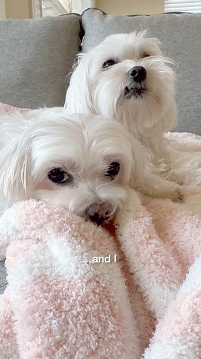 22K views · 1.3K reactions | So comfy  #maltese #comfy #chill #dogoftheday #doggo #twodogs #whitedog #confessions | Maltese Angels - A-Rod and Bailey | Facebook
