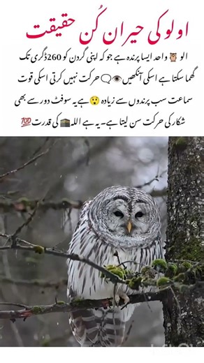 Owl 🦉 Facts That Will Shock You #owl #nature #wildlife #animals #naturelovers #birds #animalfacts