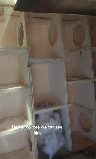 When the hamster steals the show from every angle 😭🐹 #HamsterLife #hamstertok #hamster