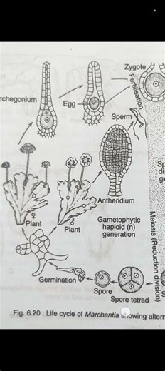 #Life cycle of Marchantia#Alternation Of generation of bryophytes#youtubeshorts#you and biology||
