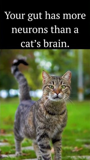 Your gut has more neurons than cat brain