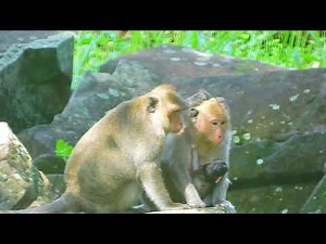 History of Angkor Wat monkeys REVEALED!