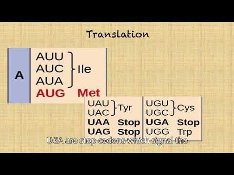 Transcription and Translation: Step-by-Step Solved Examples (From DNA to Protein)