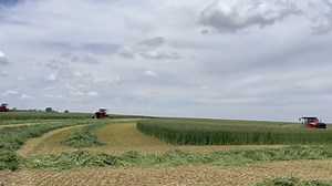 31K views · 259 reactions | We’re bringing in triticale & wheat in Liberal, Kansas. Nice footage from our Director of Feed Procurement Eric Onan. | Milk Source, LLC | Facebook