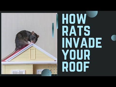 RATS IN YOUR ATTIC? Unsolvable 5 year rat infestation SOLVED in ONE DAY!