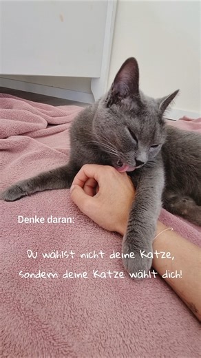 Deine Katze hat DICH auserwählt 🫵