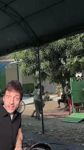 The largest cattle on Earth 👀#chianina | Oddanny