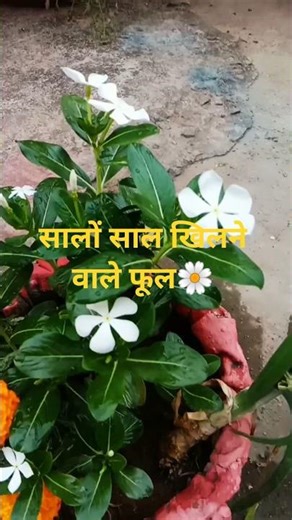 सालों-साल फूलों से भरा रहेगा बगीचा, लगायें ये जादुई पौधा!#shorts #gardening