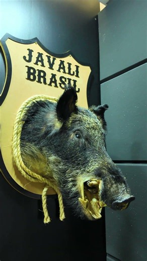 CABEÇA DE JAVALI! #javalibrasil #caçadejavali #hunt #hunting #caca #wildlife #wildanimals #wildboar