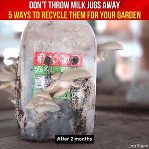 12K views · 222 reactions | Say goodbye to waste! Discover creative ways to repurpose milk jugs for drip irrigation, mushroom cultivation, hydroponic plant growth, mini greenhouses and liquid storage #sustainableliving #diygarden #Recyclegarden | Indoor Plants Advisors | Facebook