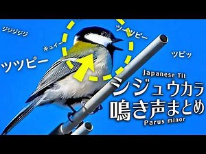 シジュウカラの鳴き声20種以上（さえずり、地鳴き等）野鳥の鳴き声♪