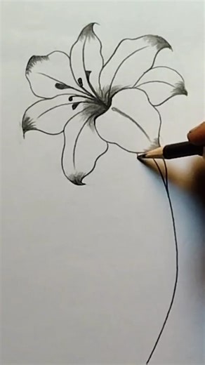 beautiful flower drawing #drawing #art #flowers #sketch #shortvideo