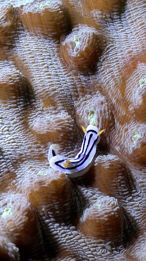 Life is life Infiniti Liveaboard | Ocean Reality Channel