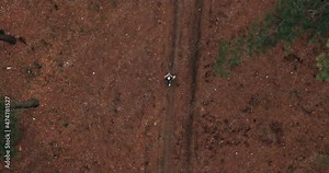 Copter flies over a forest path, a woman walks along a path in the forest, a walk in a coniferous green forest. Woman walks along a sandy forest road, an autumn walk. 4k, ProRes