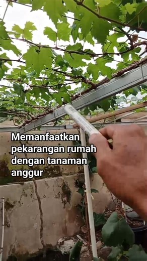 2.8K views · 80 reactions | Anggur rumahan bisa jadi peluang usaha  ,#diy | Adeta Grape | Facebook