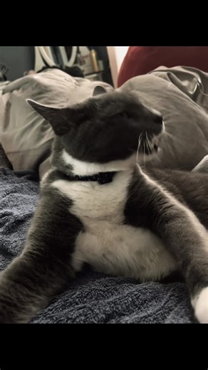 #kitty #silly #fnaf #meme #catmeme | cat meme