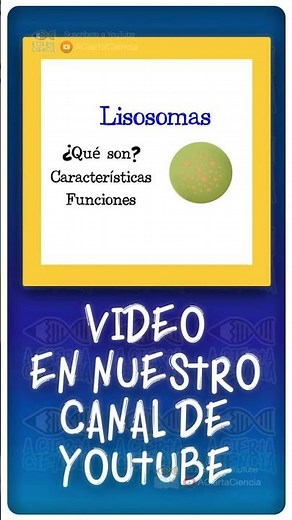 ¿Qué son los Lisosomas? 🌐 #Shorts #Short #Ciencia #Biología #Bio #Célula #eucariota #yt #fyp