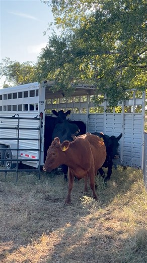 3.4K views · 38 reactions | Moving on down the road! #beef #wagyubeef #cattle #local #ranching | Linzer Ranch LLC | Facebook