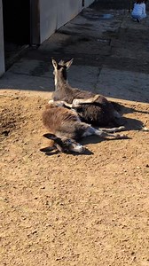Some donkeys love to cuddle each other . 😍🥰 #donkey | Oscar’s Place Adoption Center & Sanctuary