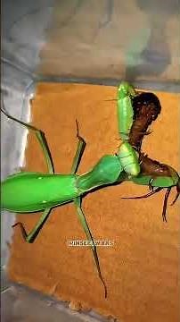 Mantis vs Centipede – A Fight You Won’t Believe!