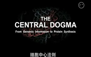 DNA与RNA的转录及翻译（中心法则）