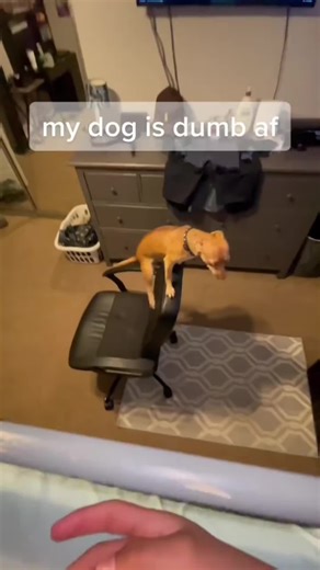 Funny unlucky dogs having the worst luck imaginable 😂🐶 Missing jumps, bumping into things, and failing in the funniest ways — the struggle is real 🤣 #FunnyDogs #UnluckyDogs #DogFails #DogComedy #FYP @Funny & Cute